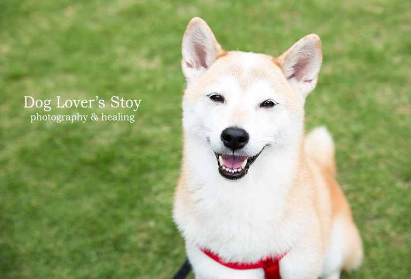 Dog Lover’s Story ドッグラバーズストーリー ドッグラファー